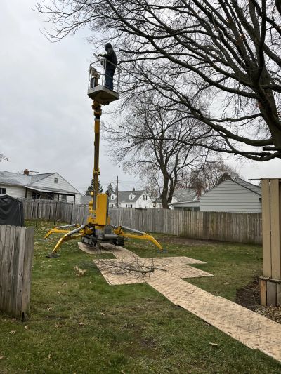 Tree Trimming
