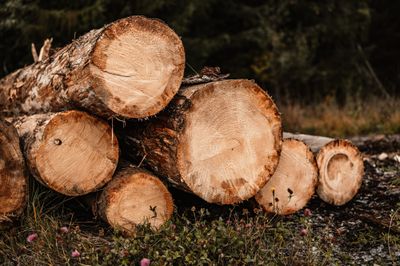 Tree service in Windsor, NY