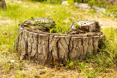 Tree service in Broome County, NY