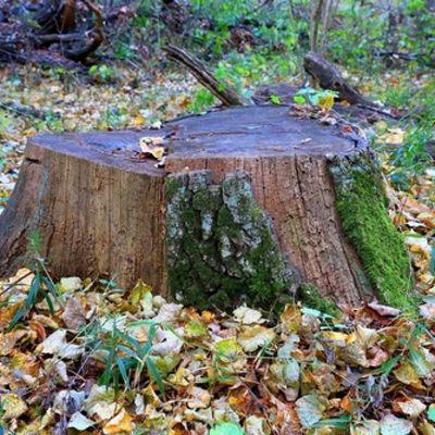 Tree service work in progress